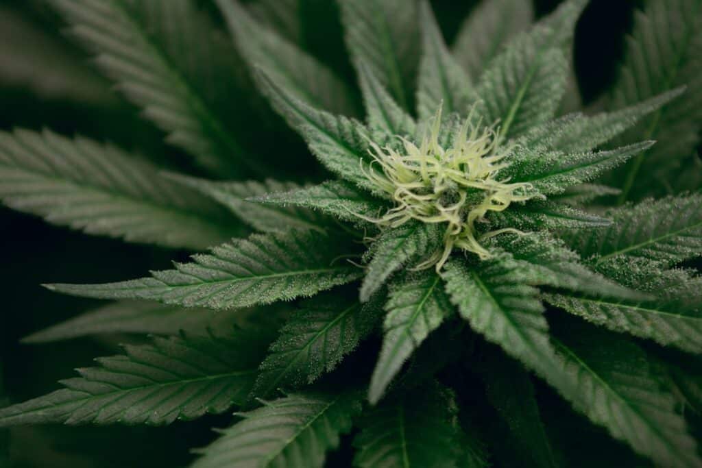 marijuana legal in ct